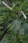 Jimsonweed